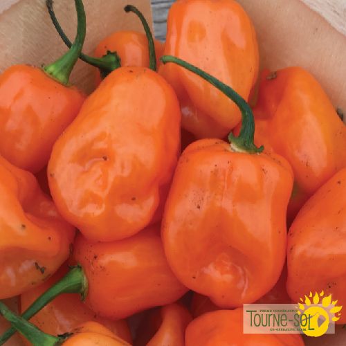 Piment Fort Habanero Orange