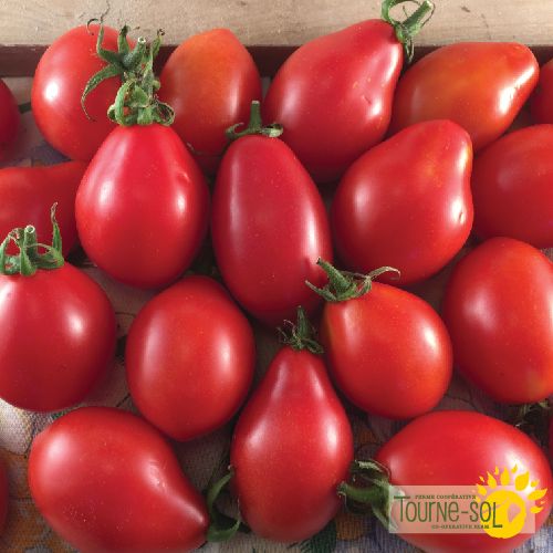 Tomate Rouge à Sauce Fiaschetto