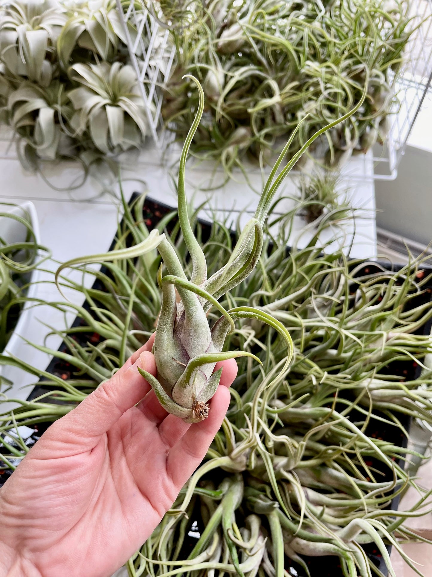 Tillandsia caput-medusa