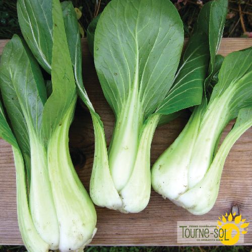 Bok choy Shanghai green